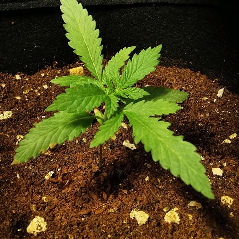 Suky growlog timeline photo