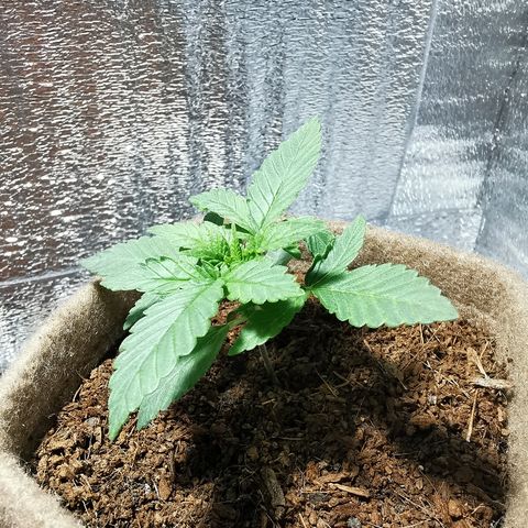 Jean growlog timeline photo