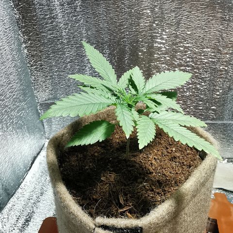 Cris growlog timeline photo