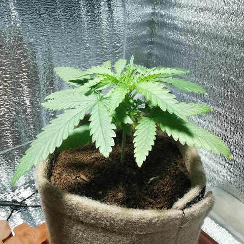 Cris growlog timeline photo
