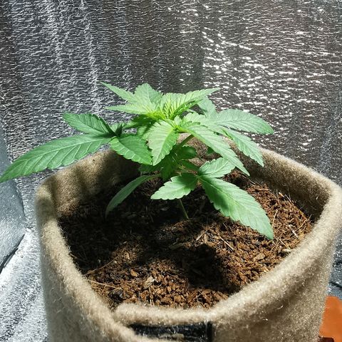 Jean growlog timeline photo