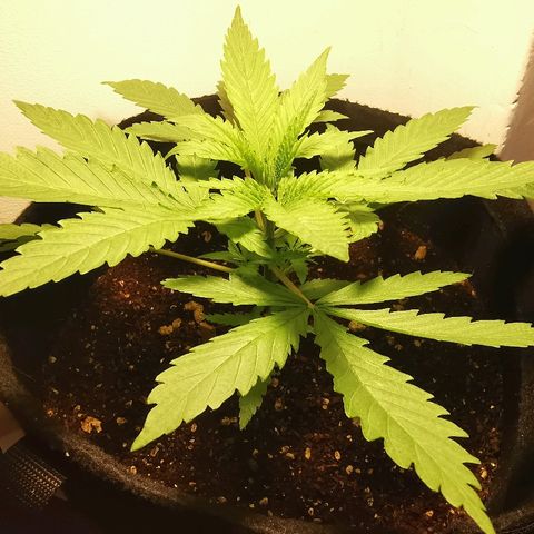 Suky growlog timeline photo