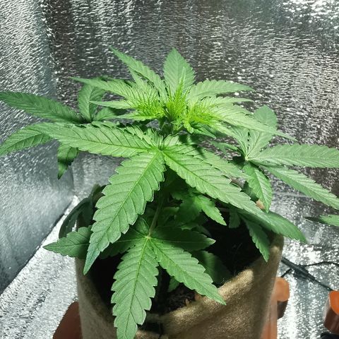 Jean growlog timeline photo