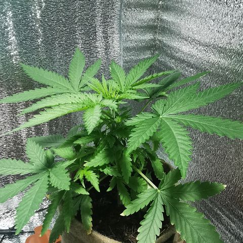 Cris growlog timeline photo