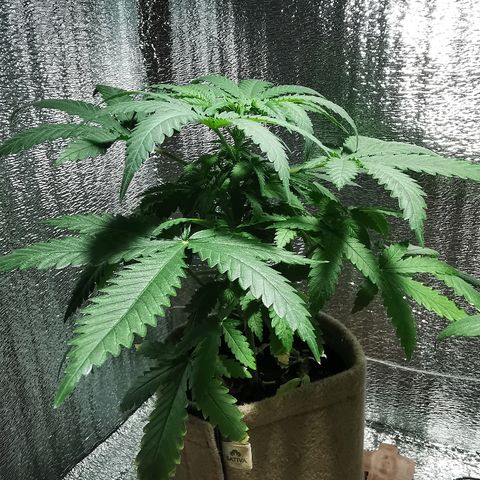 Cris growlog timeline photo