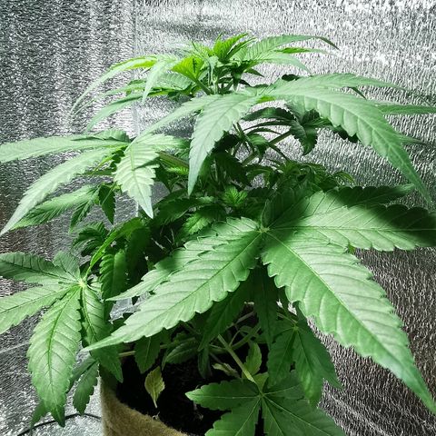 Jean growlog timeline photo