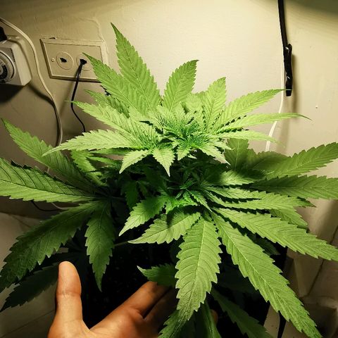 Suky growlog timeline photo