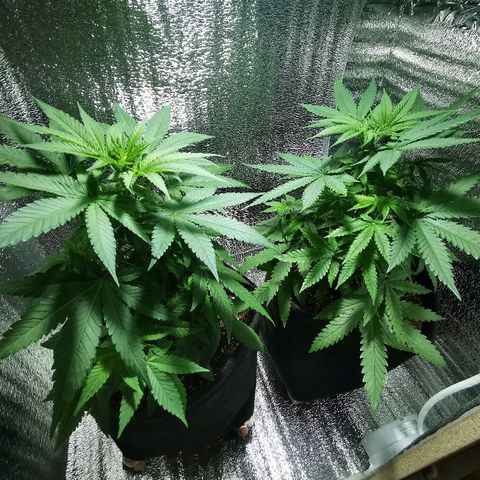 Cris growlog timeline photo