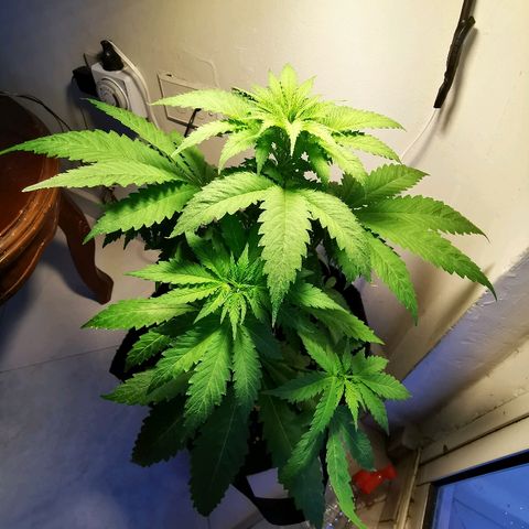 Suky growlog timeline photo