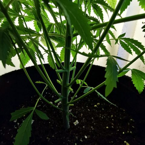 Suky growlog timeline photo
