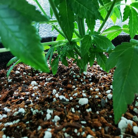 Jean growlog timeline photo