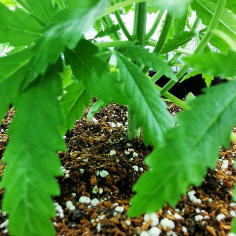 Cris growlog timeline photo