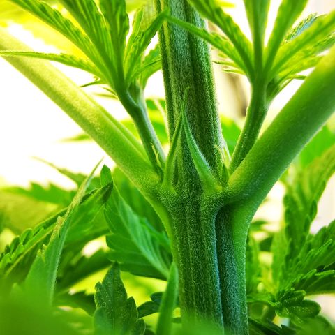 Suky growlog timeline photo
