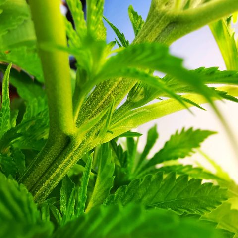 Suky growlog timeline photo