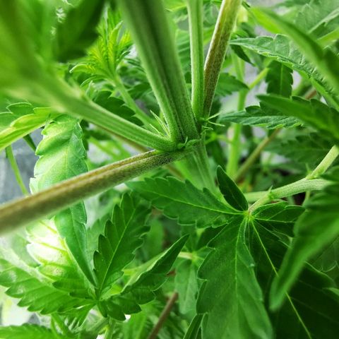 Cris growlog photo: Pistilos