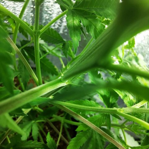 Cris growlog photo: Pistilos
