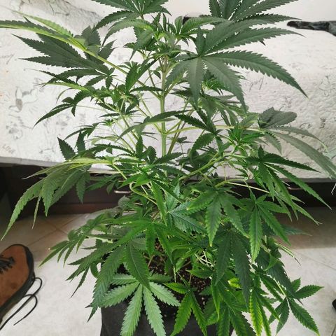 Cris growlog timeline photo