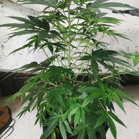 Jean growlog timeline photo