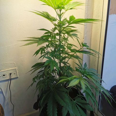 Suky growlog timeline photo