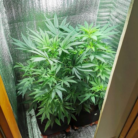 Cris growlog timeline photo