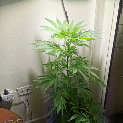 Suky growlog timeline photo