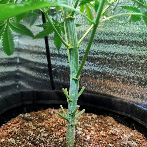 Cris growlog timeline photo