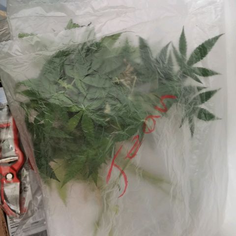 Cris growlog timeline photo