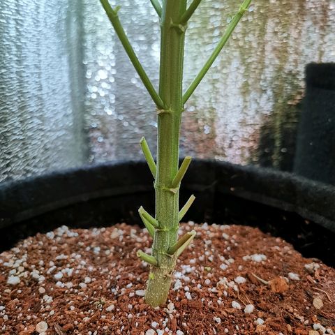 Cris growlog timeline photo