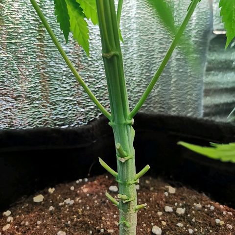 Cris growlog timeline photo