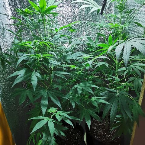 Cris growlog timeline photo