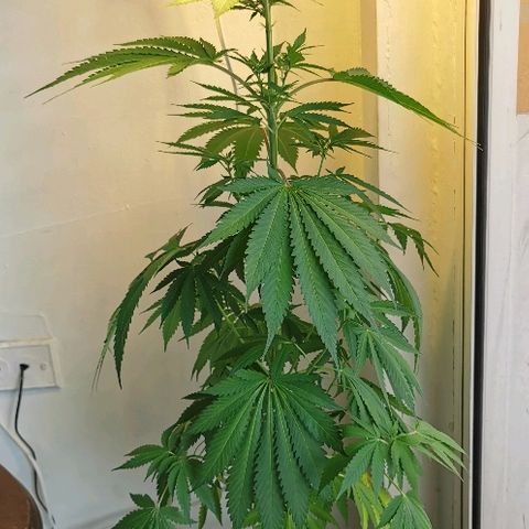 Suky growlog timeline photo