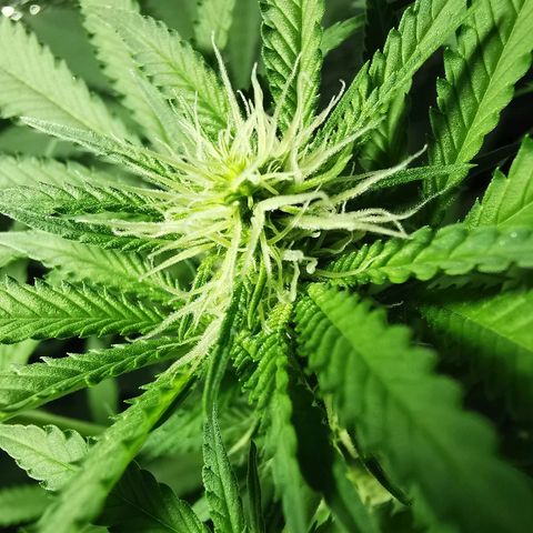 Cris growlog photo: Se visualizan al parecer tricomas y se siente olor al contacto