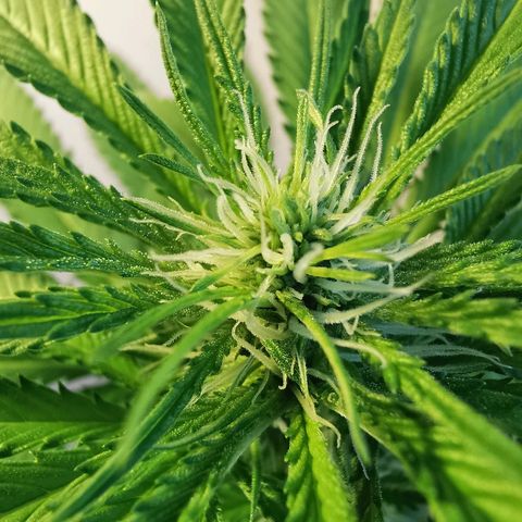Suky growlog photo: Se visualizan al parecer tricomas y se siente olor al contacto