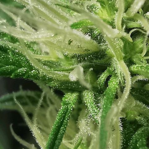 Cris growlog timeline photo