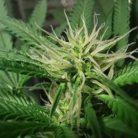 Cris growlog timeline photo