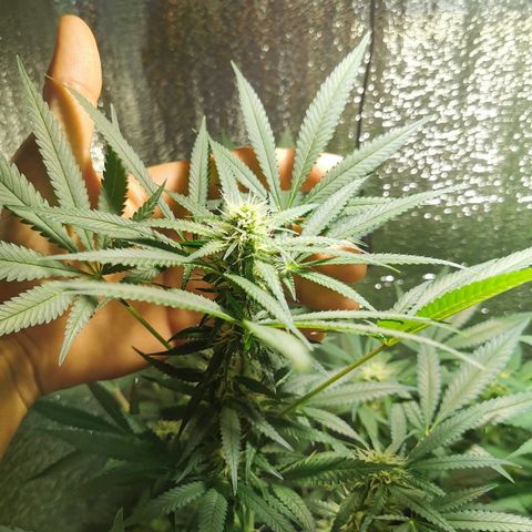 Cris growlog timeline photo