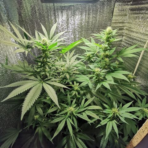 Cris growlog timeline photo