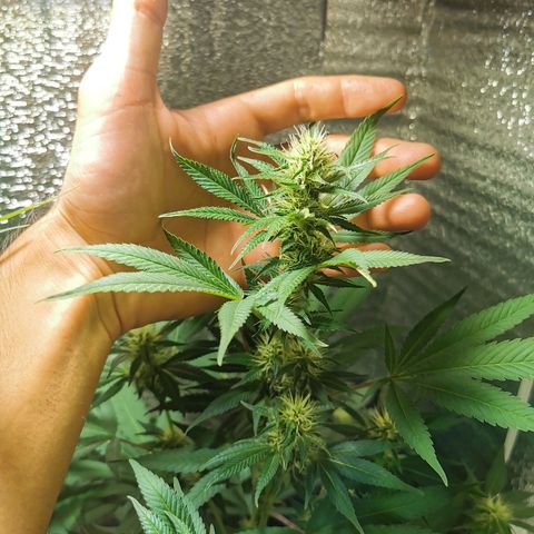 Cris growlog timeline photo