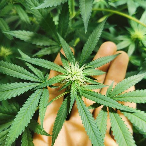 Cris growlog timeline photo