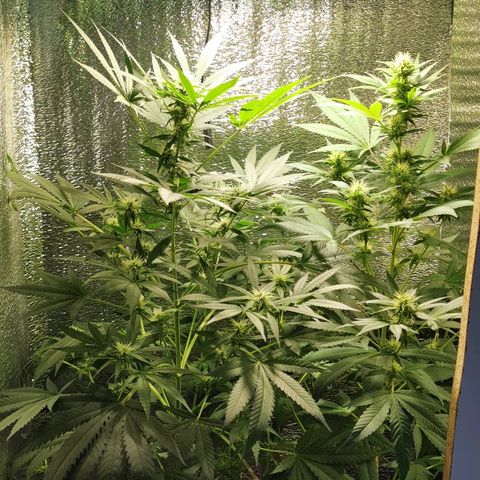 Cris growlog timeline photo