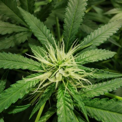 Cris growlog timeline photo