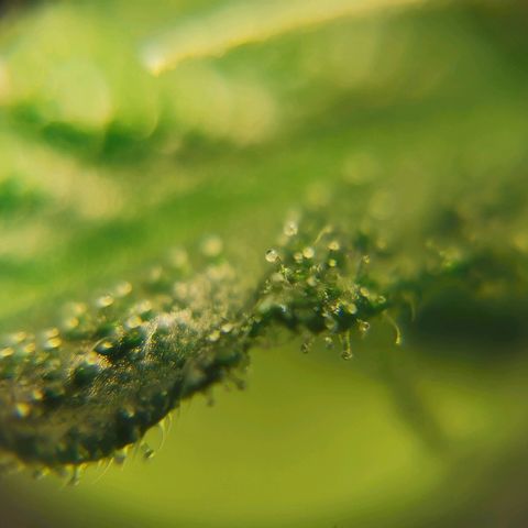 Cris growlog timeline photo