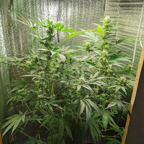 Cris growlog timeline photo