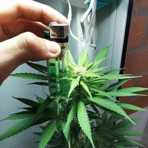 Cris growlog timeline photo