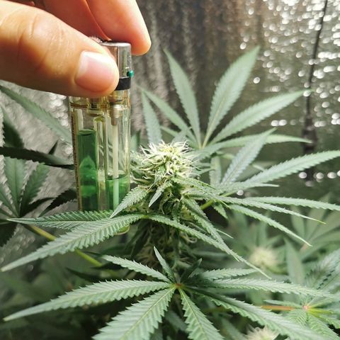 Cris growlog timeline photo