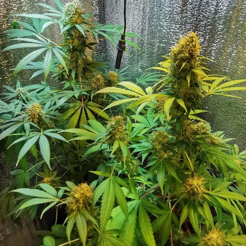 Cris growlog timeline photo