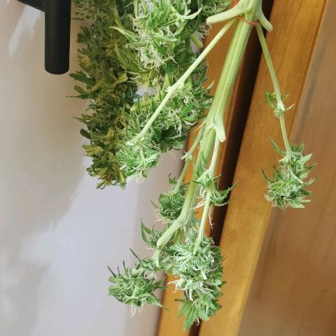 Suky growlog timeline photo