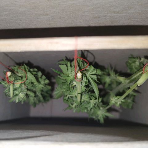 Suky growlog timeline photo