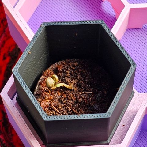 Bag Seed #1 growlog timeline photo