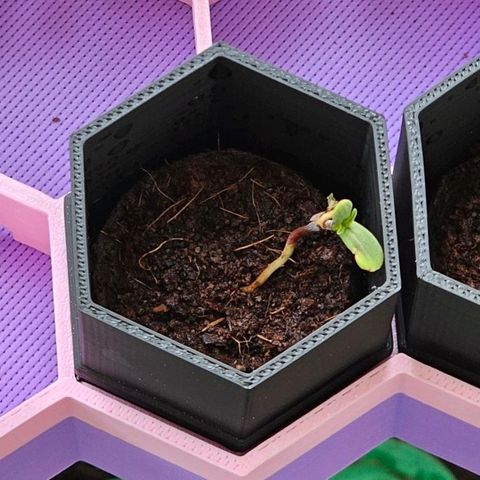 Bag Seed #1 growlog timeline photo